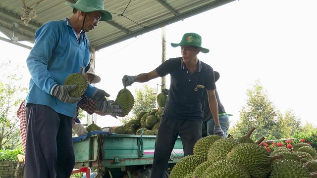 Nguyên nhân sầu riêng rớt giá mạnh- Ảnh 1.