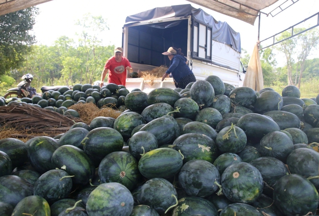 Dưa hấu gi&aacute; rẻ chỉ 3.000 đồng/kg, n&ocirc;ng d&acirc;n Quảng Trị 'đứng ngồi kh&ocirc;ng y&ecirc;n'- Ảnh 3.