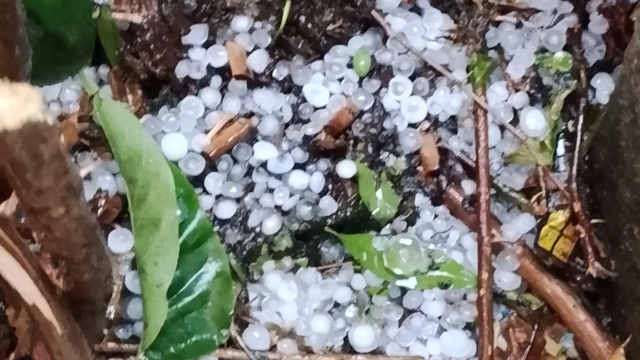 Mưa đ&aacute; v&agrave; gi&oacute; lốc xảy ra nhiều nơi ở Thanh H&oacute;a- Ảnh 1.