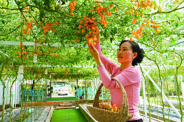 X&atilde; Hồ Thị Kỷ chuyển hướng sản xuất n&ocirc;ng nghiệp th&iacute;ch ứng biến đổi kh&iacute; hậu - Ảnh 1.