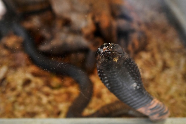 Rắn b&ograve; v&agrave;o quần, cắn chết một du kh&aacute;ch Đức - Ảnh 1.