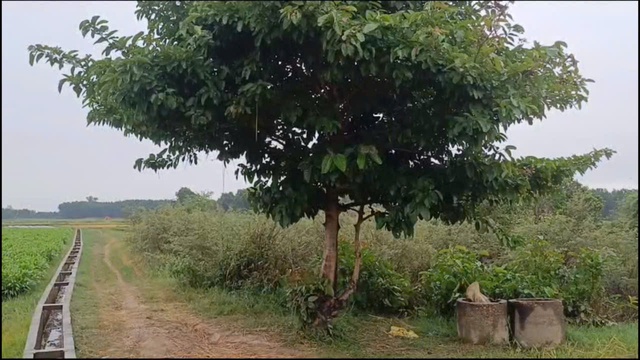 Người đ&agrave;n &ocirc;ng bị s&eacute;t đ&aacute;nh tử vong khi đang chở l&uacute;a ngo&agrave;i đồng - Ảnh 1.