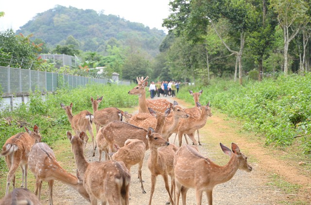 Nghỉ lễ 30.4 - 1.5: Lượng kh&aacute;ch tăng cao, th&ocirc;ng b&aacute;o quan trọng từ rừng C&uacute;c Phương- Ảnh 2.