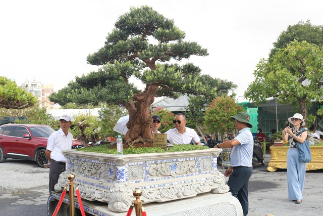 C&acirc;y cảnh gi&aacute; tiền tỉ, d&aacute;ng độc lạ h&uacute;t kh&aacute;ch tại festival ở TP.HCM- Ảnh 5.