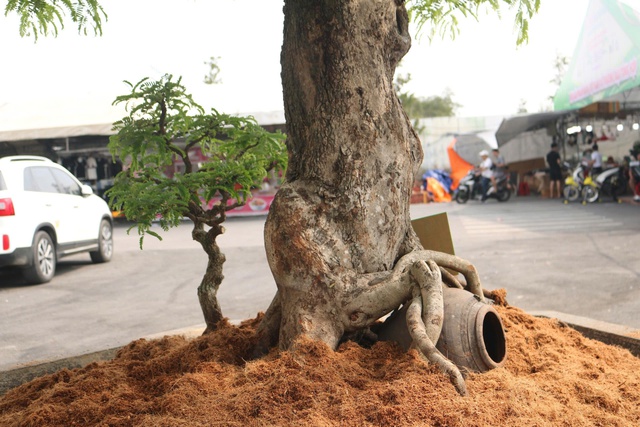 C&acirc;y cảnh gi&aacute; tiền tỉ, d&aacute;ng độc lạ h&uacute;t kh&aacute;ch tại festival ở TP.HCM- Ảnh 4.