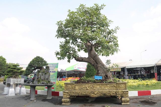 C&acirc;y cảnh gi&aacute; tiền tỉ, d&aacute;ng độc lạ h&uacute;t kh&aacute;ch tại festival ở TP.HCM- Ảnh 1.