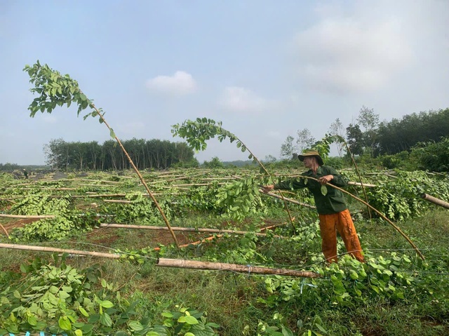 Mưa lớn ở Đồng Nai k&egrave;m lốc xo&aacute;y l&agrave;m g&atilde;y đổ 2.800 trụ ti&ecirc;u, sầu ri&ecirc;ng- Ảnh 1.