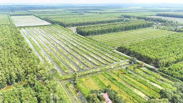 U Minh Hạ bứt tốc từ c&acirc;y giống, mở lối kinh tế rừng bền vững - Ảnh 1.