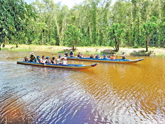 U Minh Hạ bứt tốc từ c&acirc;y giống, mở lối kinh tế rừng bền vững - Ảnh 2.