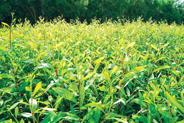 U Minh Hạ bứt tốc từ c&acirc;y giống, mở lối kinh tế rừng bền vững - Ảnh 4.