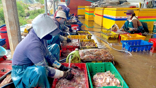 Chế biến mực x&agrave; tại Đề Gi: 54 hộ l&agrave;m khổ 7.000 d&acirc;n- Ảnh 3.