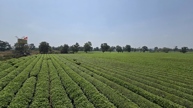 Vì sao Gia Lai kiên quyết giữ 62 ha chè Biển Hồ dù sản xuất thua lỗ? - Ảnh 6.