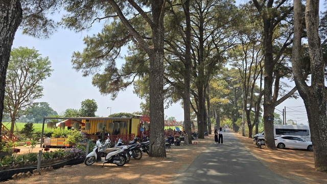 Vì sao Gia Lai kiên quyết giữ 62 ha chè Biển Hồ dù sản xuất thua lỗ? - Ảnh 5.