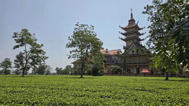 Vì sao Gia Lai kiên quyết giữ 62 ha chè Biển Hồ dù sản xuất thua lỗ? - Ảnh 1.