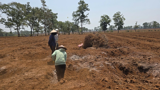 Vì sao Gia Lai kiên quyết giữ 62 ha chè Biển Hồ dù sản xuất thua lỗ? - Ảnh 2.