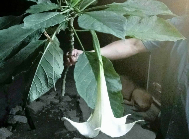 Ngộ độc do ăn rau rừng: 3 Người Nghệ An phải nhập viện cấp cứu khẩn cấp - Ảnh 1.