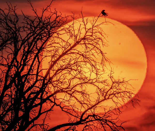 Ngắm trăng v&agrave;o ban ng&agrave;y: Kh&aacute;m ph&aacute; b&iacute; ẩn hiện tượng thi&ecirc;n nhi&ecirc;n th&uacute; vị n&agrave;y - Ảnh 2.