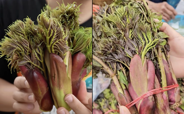 Rau mầm gai là gì mà gây sốt mạng, nhiều người TP.HCM tìm mua ăn không có? - Ảnh 1.