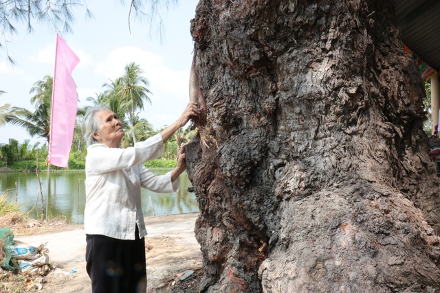 Phi lao cổ thụ hơn 120 tuổi được c&ocirc;ng nhận c&acirc;y di sản Việt Nam- Ảnh 2.
