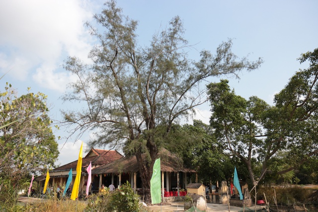 Phi lao cổ thụ hơn 120 tuổi được c&ocirc;ng nhận c&acirc;y di sản Việt Nam- Ảnh 1.