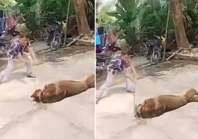 Cụ &ocirc;ng 83 tuổi tử vong thương t&acirc;m do bị ch&oacute; b&eacute;c gi&ecirc; nh&agrave; nu&ocirc;i tấn c&ocirc;ng- Ảnh 1.