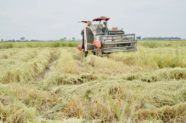 N&ocirc;ng d&acirc;n T&acirc;y Ninh gặp kh&oacute; v&igrave; gi&aacute; l&uacute;a thấp, gi&aacute; ph&acirc;n b&oacute;n tăng cao- Ảnh 1.
