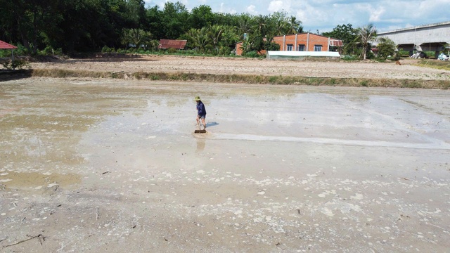N&ocirc;ng d&acirc;n T&acirc;y Ninh gặp kh&oacute; v&igrave; gi&aacute; l&uacute;a thấp, gi&aacute; ph&acirc;n b&oacute;n tăng cao- Ảnh 2.