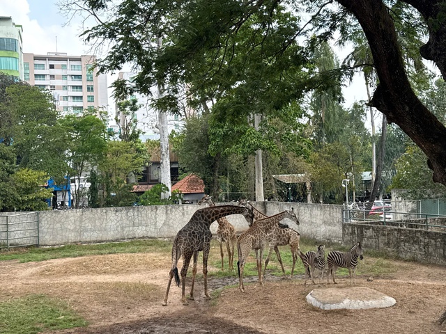 Kh&aacute;ch du lịch đổ về Thảo Cầm Vi&ecirc;n dự 'đ&aacute;m cưới hươu cao cổ' - Ảnh 6.