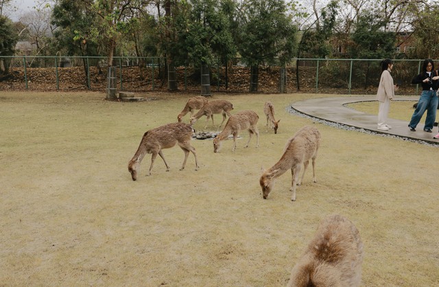 Sắc m&agrave;u Tsou nơi cửa ng&otilde; Alishan: Chạm v&agrave;o đời sống bản địa- Ảnh 6.