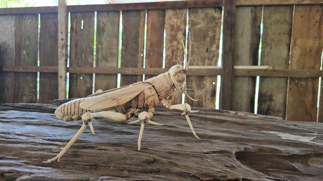 Chuyện ch&agrave;ng trai 8X 'thổi hồn' v&agrave;o tre gai, tạo m&ocirc; h&igrave;nh độc bản ở T&acirc;y Ninh- Ảnh 11.