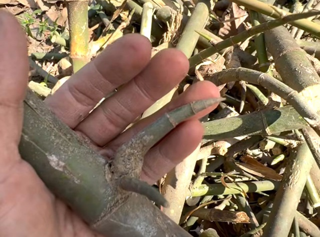 Chuyện ch&agrave;ng trai 8X 'thổi hồn' v&agrave;o tre gai, tạo m&ocirc; h&igrave;nh độc bản ở T&acirc;y Ninh- Ảnh 3.