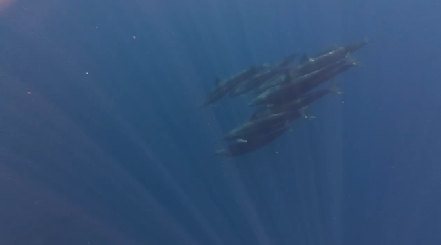 Hiện tượng cực hiếm: Cá voi vờn sóng, phô diễn sống động ở Phú Quý- Ảnh 2. Hiện tượng cực hiếm: Cá voi vờn sóng, phô diễn sống động ở Phú Quý- Ảnh 2.