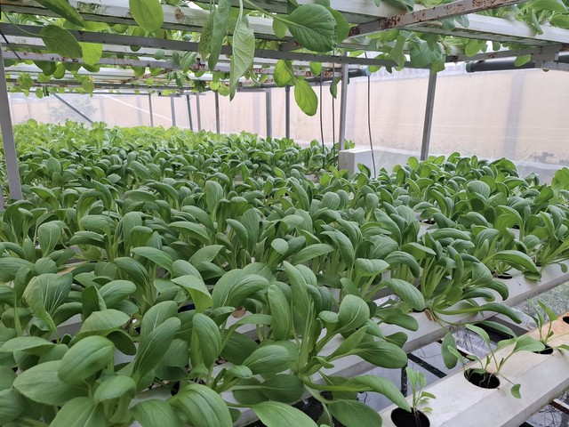 Cô gái xứ dừa khởi nghiệp với mô hình rau thủy canh công nghệ cao - Ảnh 3.