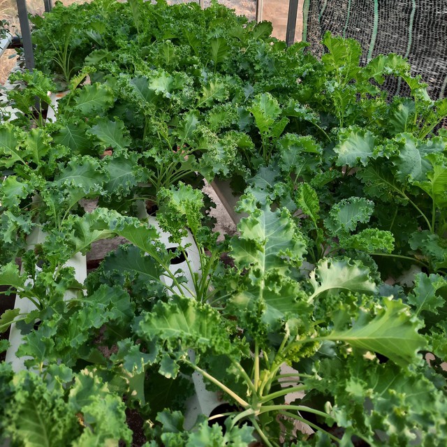 Cô gái xứ dừa khởi nghiệp với mô hình rau thủy canh công nghệ cao - Ảnh 5.