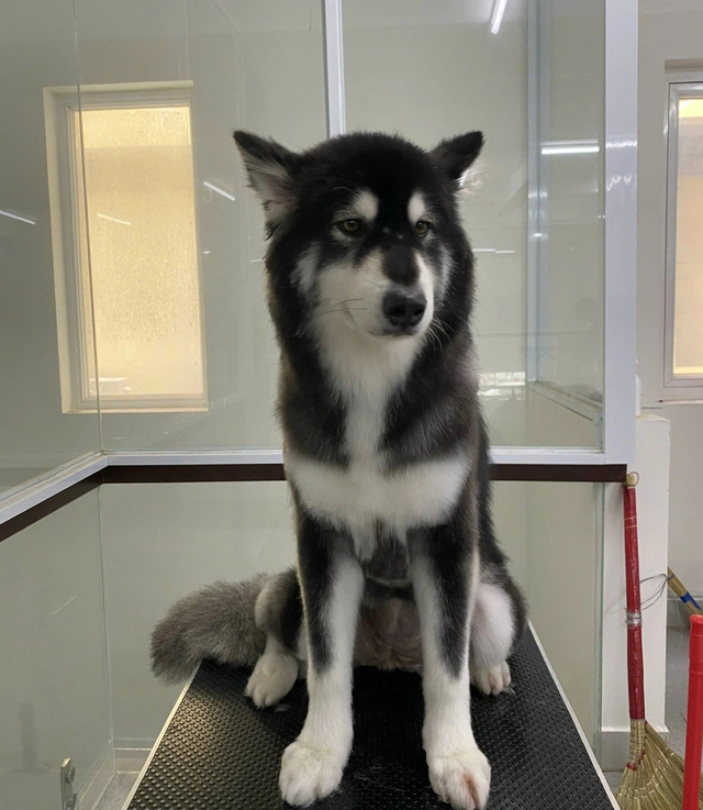 Sao nỡ ăn ‘người bạn’ của mình?: Giới trẻ nói thẳng về thịt chó, mèo - Ảnh 2.