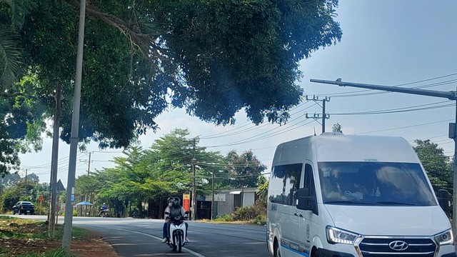 T&aacute;n c&acirc;y che tầm nh&igrave;n- Ảnh 1.