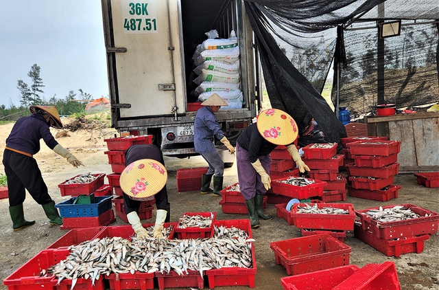 M&ugrave;a lộc biển: Săn 'bạc xanh' tr&ecirc;n s&oacute;ng biển- Ảnh 2.