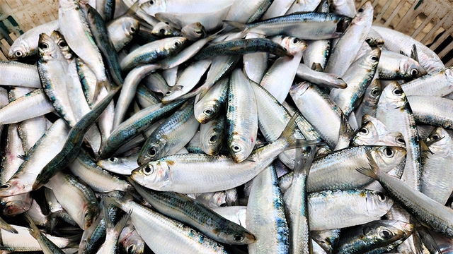 M&ugrave;a lộc biển: Săn 'bạc xanh' tr&ecirc;n s&oacute;ng biển- Ảnh 6.