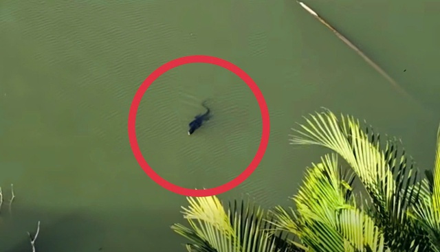 TP.HCM: Ph&aacute;t hiện lo&agrave;i vật trong S&aacute;ch đỏ ngo&agrave;i tự nhi&ecirc;n, người d&acirc;n lầm tưởng&hellip; c&aacute; sấu - Ảnh 1.