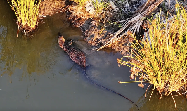 TP.HCM: Ph&aacute;t hiện lo&agrave;i vật trong S&aacute;ch đỏ ngo&agrave;i tự nhi&ecirc;n, người d&acirc;n lầm tưởng&hellip; c&aacute; sấu - Ảnh 2.