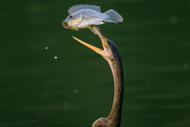 Chim trong S&aacute;ch đỏ săn mồi tr&ecirc;n mặt nước tp . Hcm: Khoảnh khắc th&uacute; vị chỉ trong v&agrave;i gi&acirc;y - Ảnh 4.