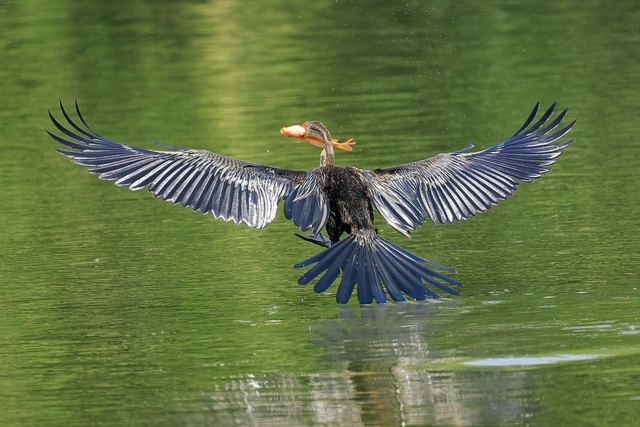 Chim trong S&aacute;ch đỏ săn mồi tr&ecirc;n mặt nước tp . Hcm: Khoảnh khắc th&uacute; vị chỉ trong v&agrave;i gi&acirc;y - Ảnh 3.