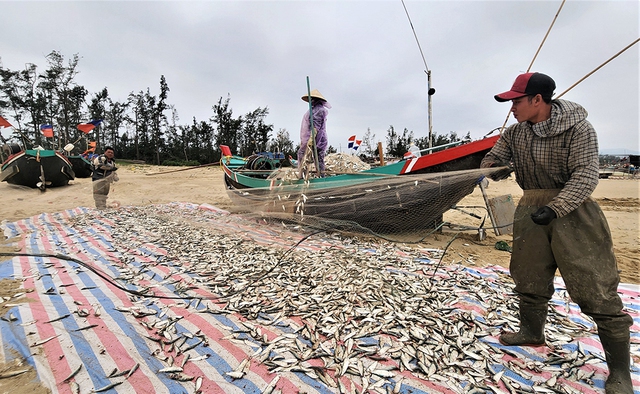 M&ugrave;a lộc biển: Săn 'bạc xanh' tr&ecirc;n s&oacute;ng biển- Ảnh 3.