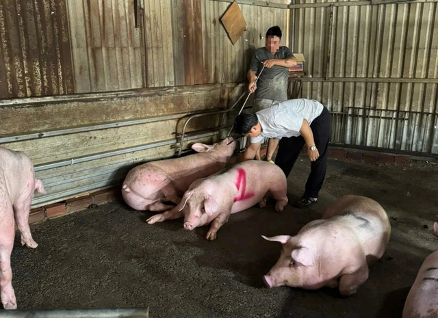 Đột k&iacute;ch 2 l&ograve; giết mổ heo tr&aacute;i ph&eacute;p trong hẻm s&acirc;u ở TP.HCM - Ảnh 2.