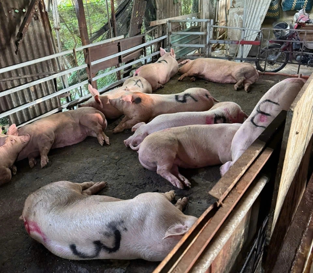 Đột k&iacute;ch 2 l&ograve; giết mổ heo tr&aacute;i ph&eacute;p trong hẻm s&acirc;u ở TP.HCM - Ảnh 1.
