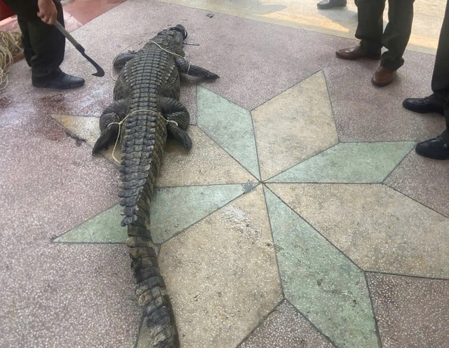 C&aacute; sấu xuất hiện khu d&acirc;n cư uy hiếp người d&acirc;n  - Ảnh 1.