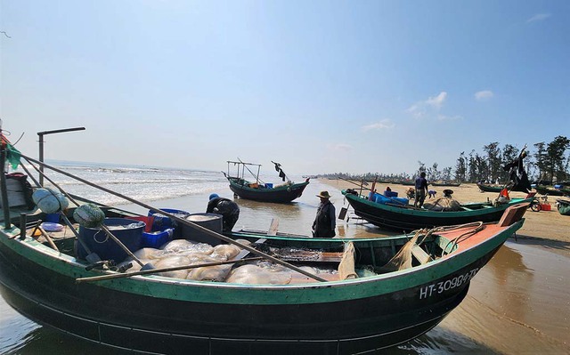 M&ugrave;a lộc biển tại đồng Tiến: Ngư d&acirc;n thu hoạch v&agrave;ng trắng từ biển cả - Ảnh 1.