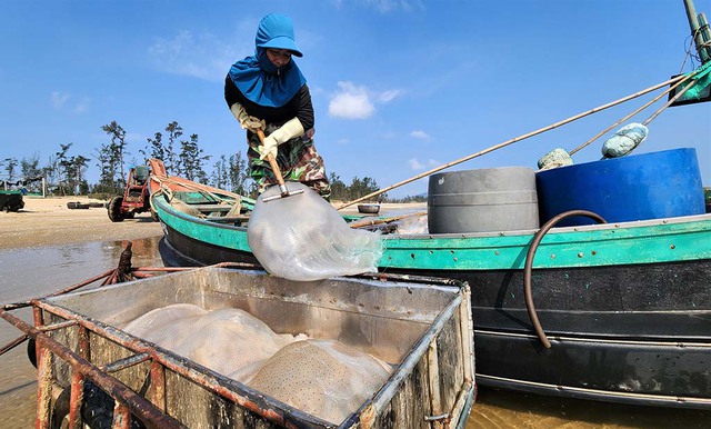 M&ugrave;a lộc biển: Những khoang thuyền chở 'v&agrave;ng trắng' về bờ - Ảnh 1.