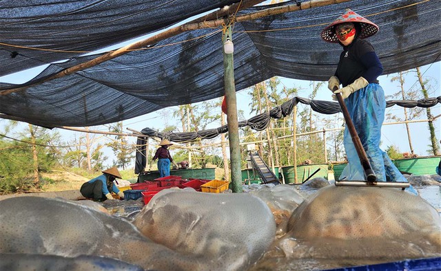 M&ugrave;a lộc biển: Những khoang thuyền chở 'v&agrave;ng trắng' về bờ - Ảnh 5.