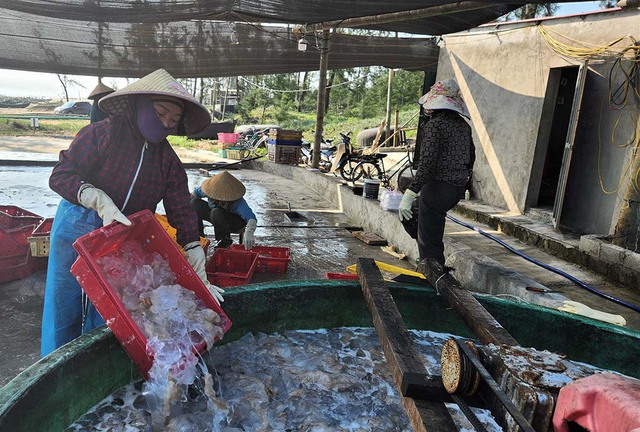 M&ugrave;a lộc biển: Những khoang thuyền chở 'v&agrave;ng trắng' về bờ - Ảnh 3.